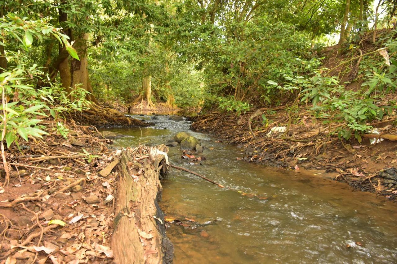 Jungle View River Camping Udawalawe Exterior foto
